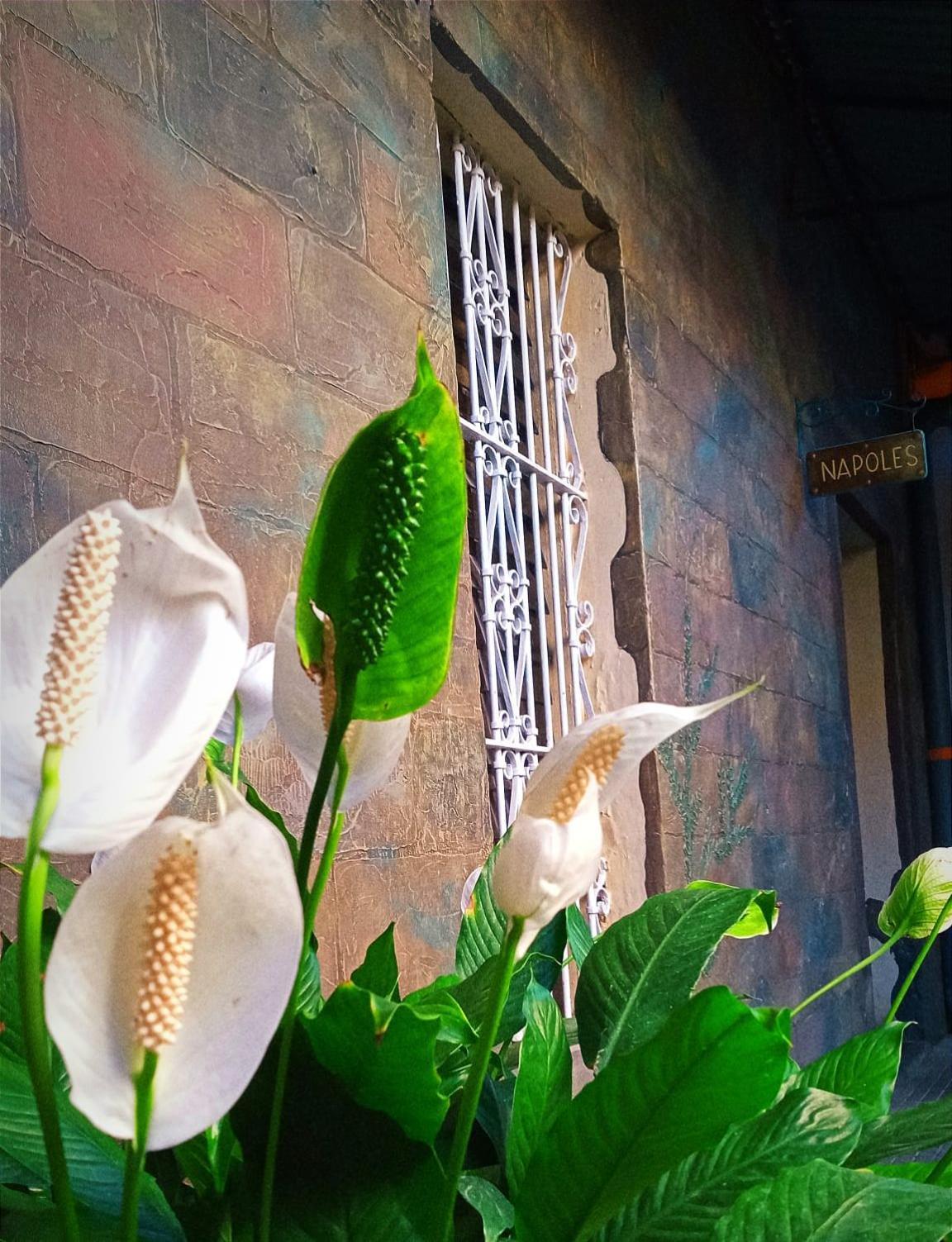 Velvet Hotel Centro Historico サンタ・アナ エクステリア 写真
